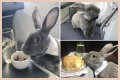 Bunny in a bow tie lives the high life flying business class with owner and being served nuts by stewardesses
