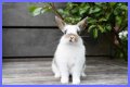 Do rabbits eat caladiums?